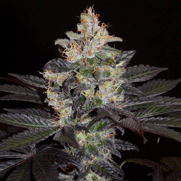 Khalifa Genetics Balkh Hash Plant