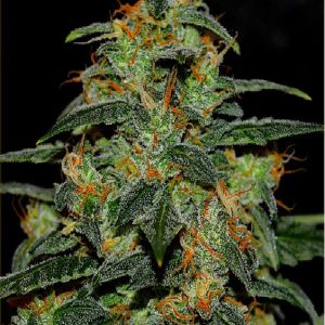 Fast Dark Star - Hanfsamen