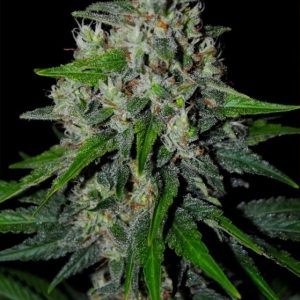 Fast Amnesia - Hanfsamen